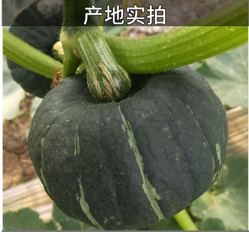板栗南瓜新鲜现摘现发粉糯香甜粗粮杂粮低脂货源充足支持一件