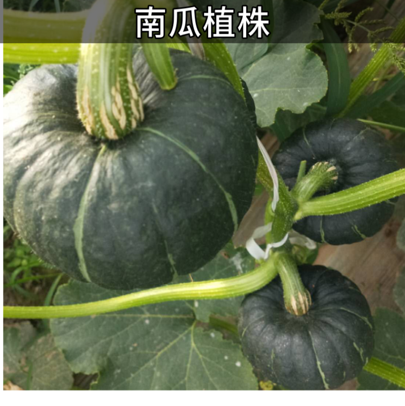 板栗南瓜新鲜现摘现发粉糯香甜粗粮杂粮低脂货源充足支持一件