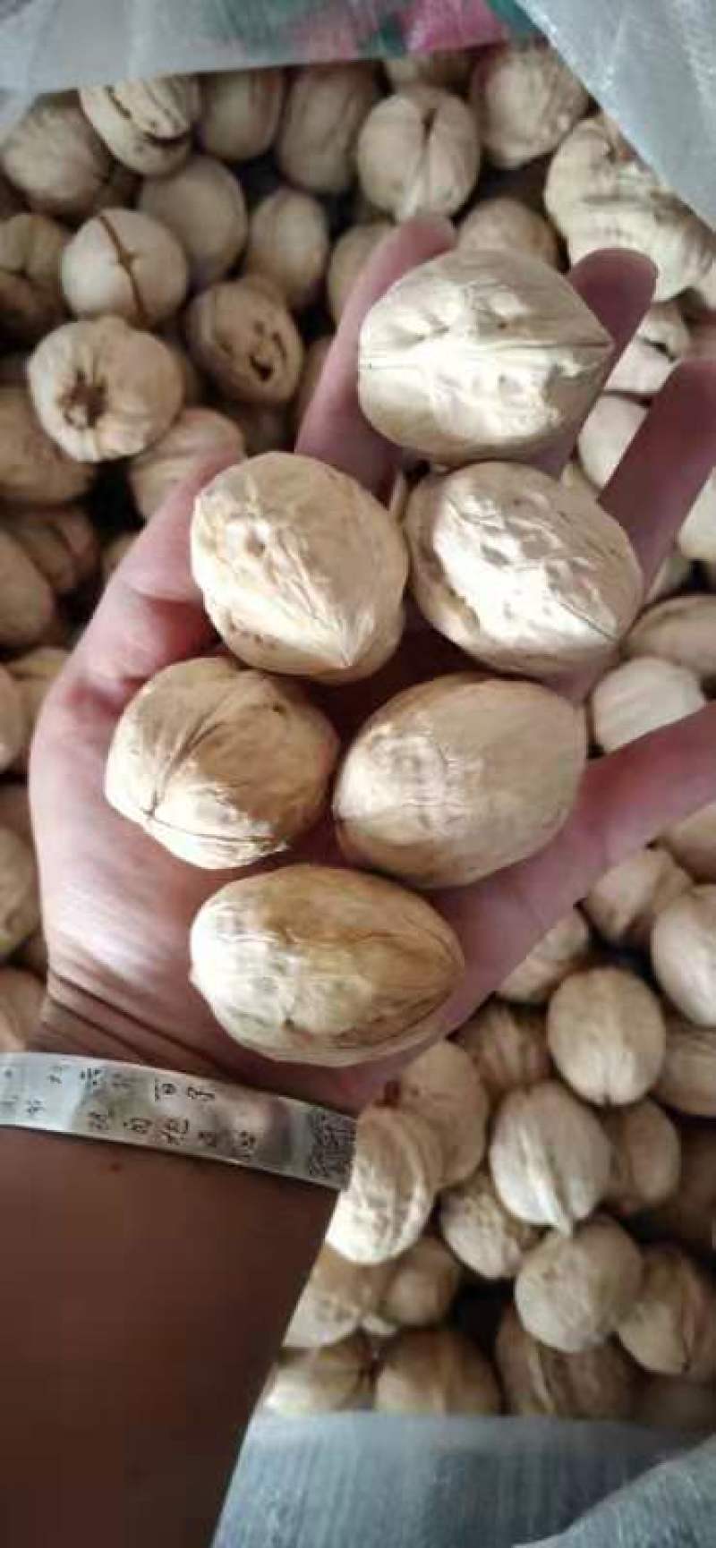 新疆薄皮核桃纸皮核桃电商产品厂家量大