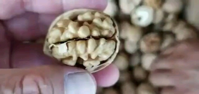 新疆薄皮核桃纸皮核桃电商产品厂家量大