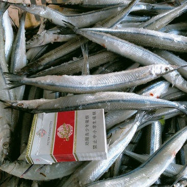 马步鱼，针鱼