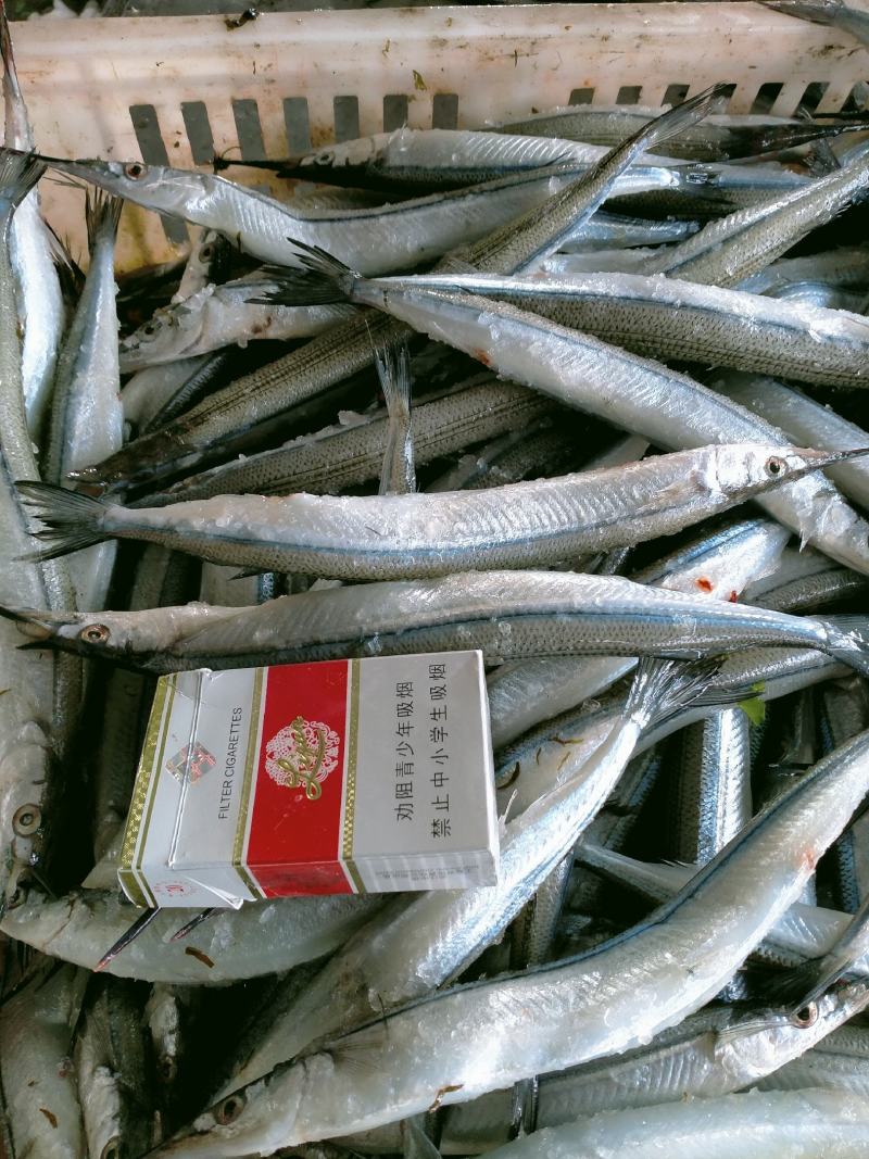 马步鱼，针鱼