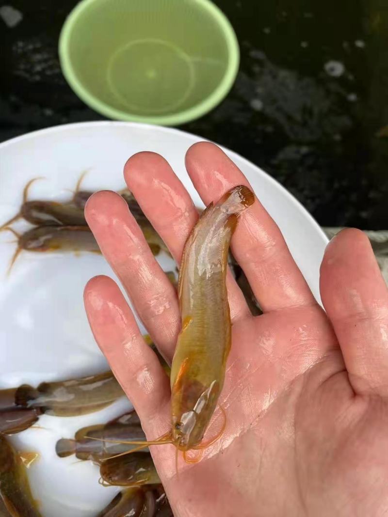 广州又一间鱼苗场批发本地三黄塘鲺鱼苗，塘角鱼，本地滑哥