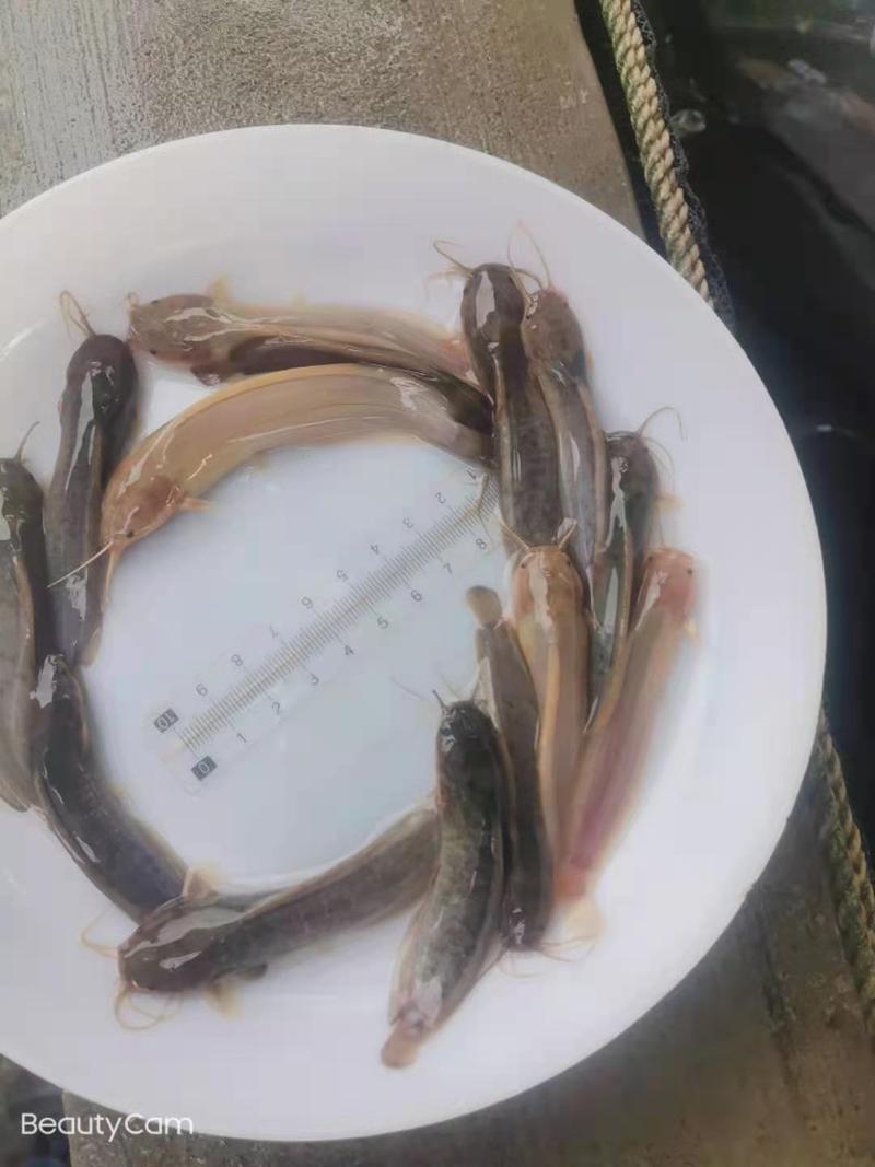 广州又一间鱼苗场批发本地三黄塘鲺鱼苗，塘角鱼，本地滑哥