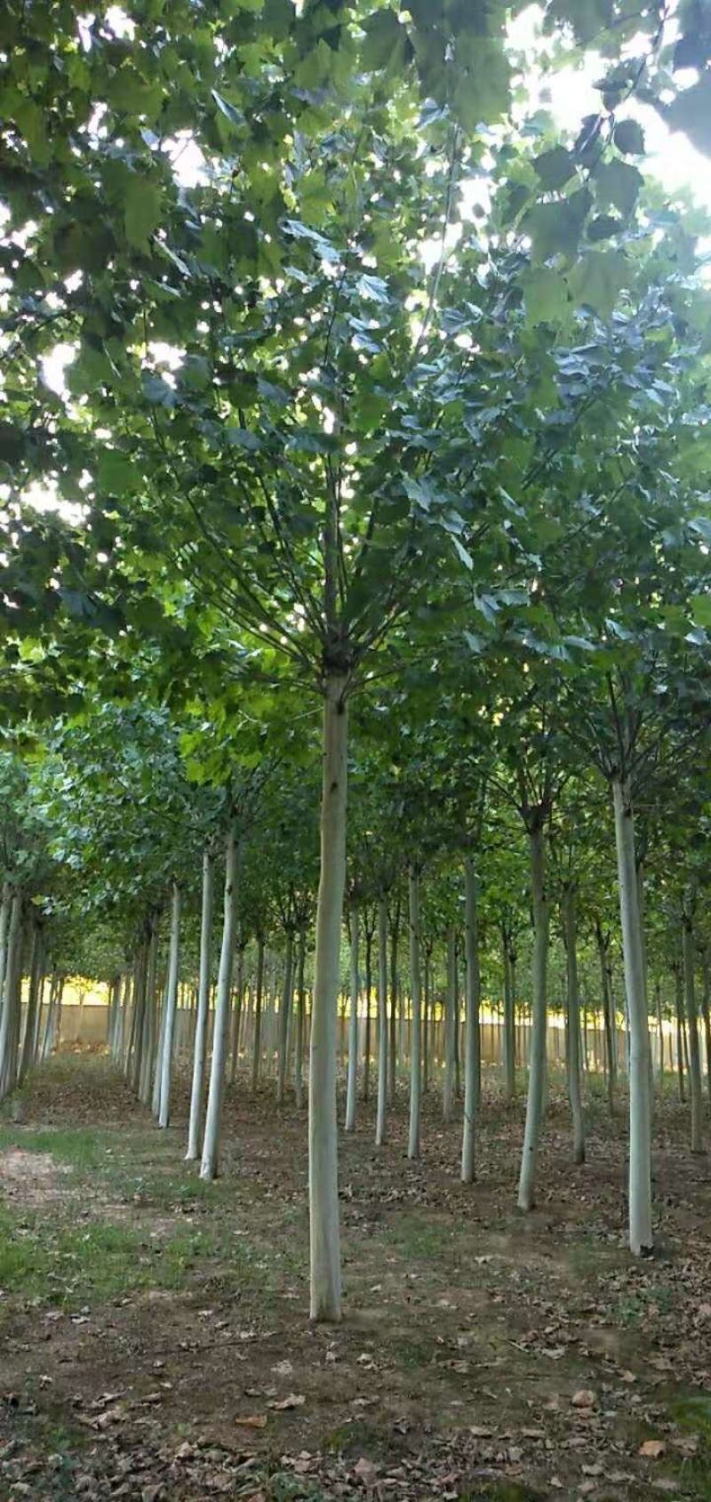 速生法桐悬铃木8-25公分二到三年冒