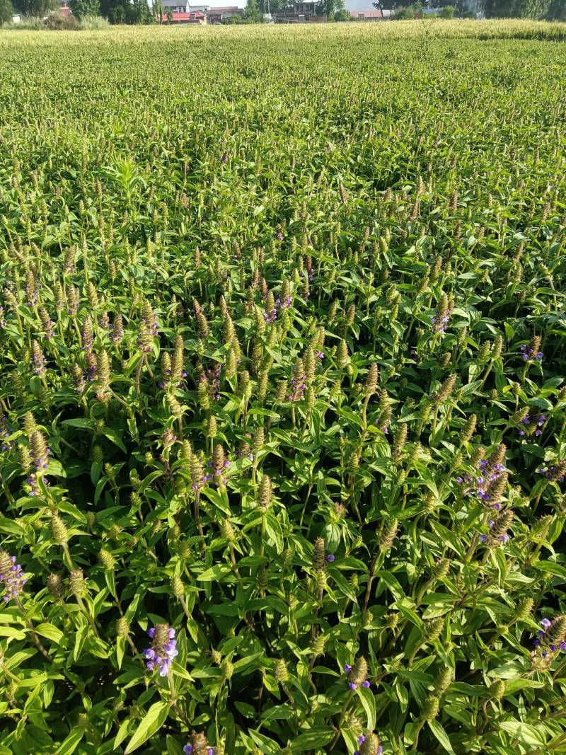 夏枯球夏枯草基地手剪人工种植