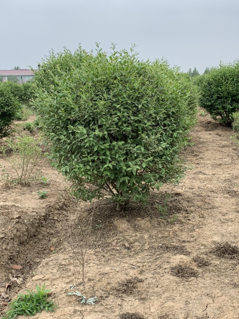 精品银姬小腊球大小多种规格地栽苗杯苗精品苗