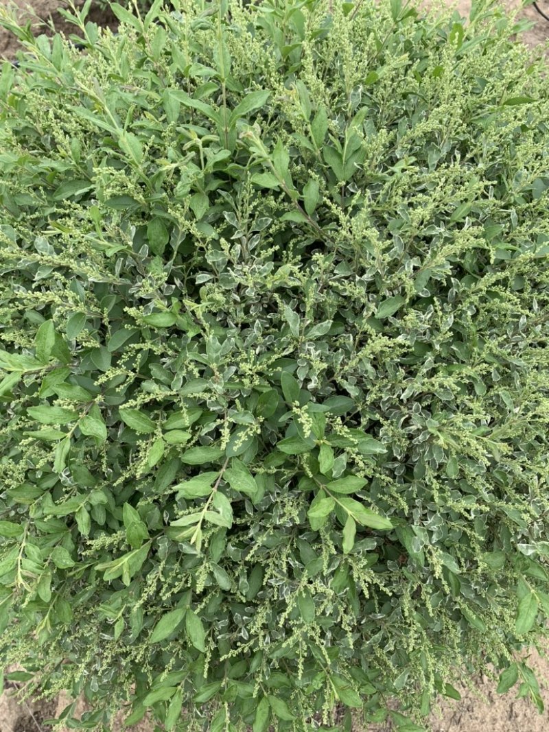 精品银姬小腊球大小多种规格地栽苗杯苗精品苗