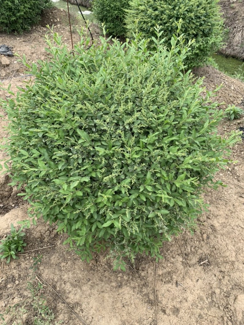精品银姬小腊球大小多种规格地栽苗杯苗精品苗