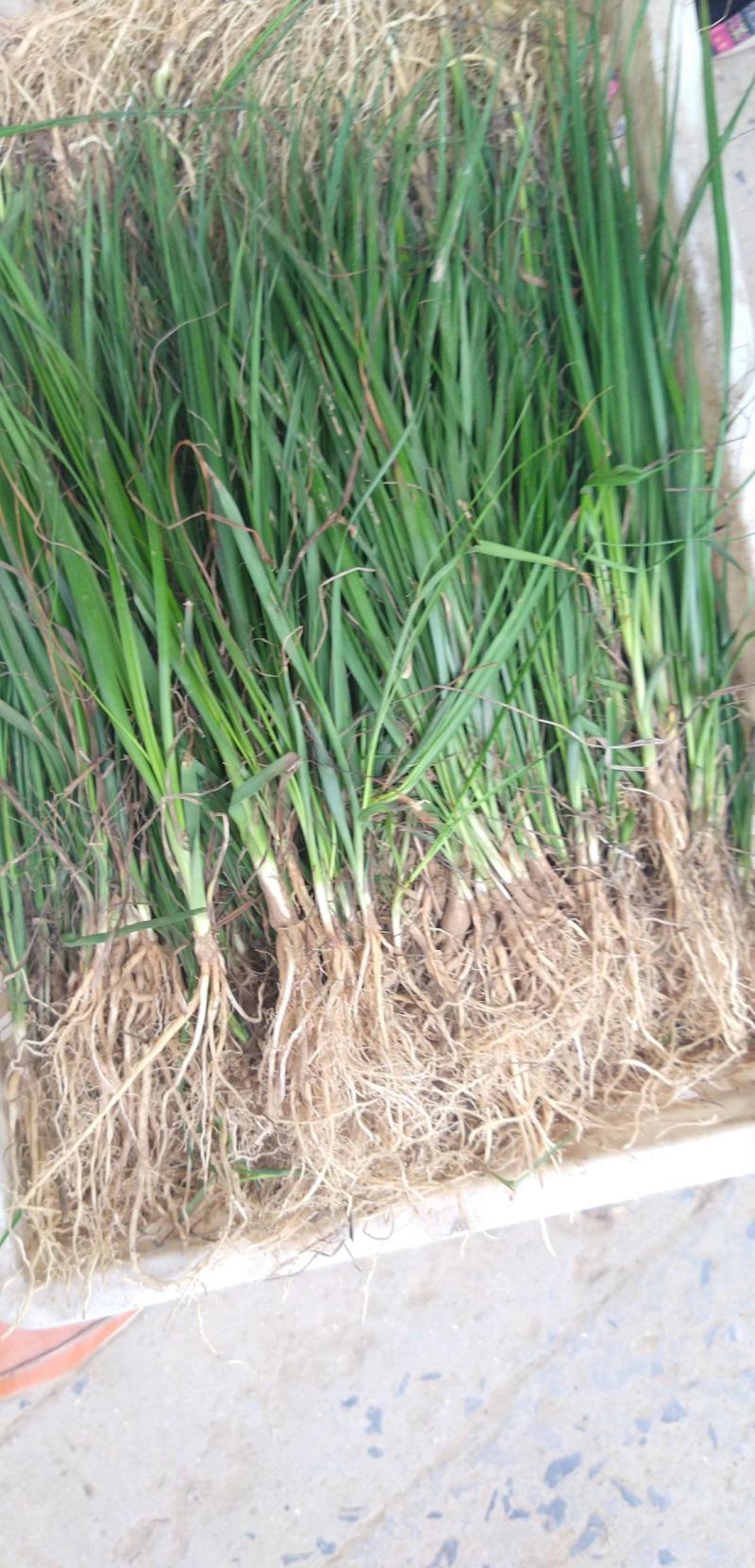 知母苗产地批发知母小苗