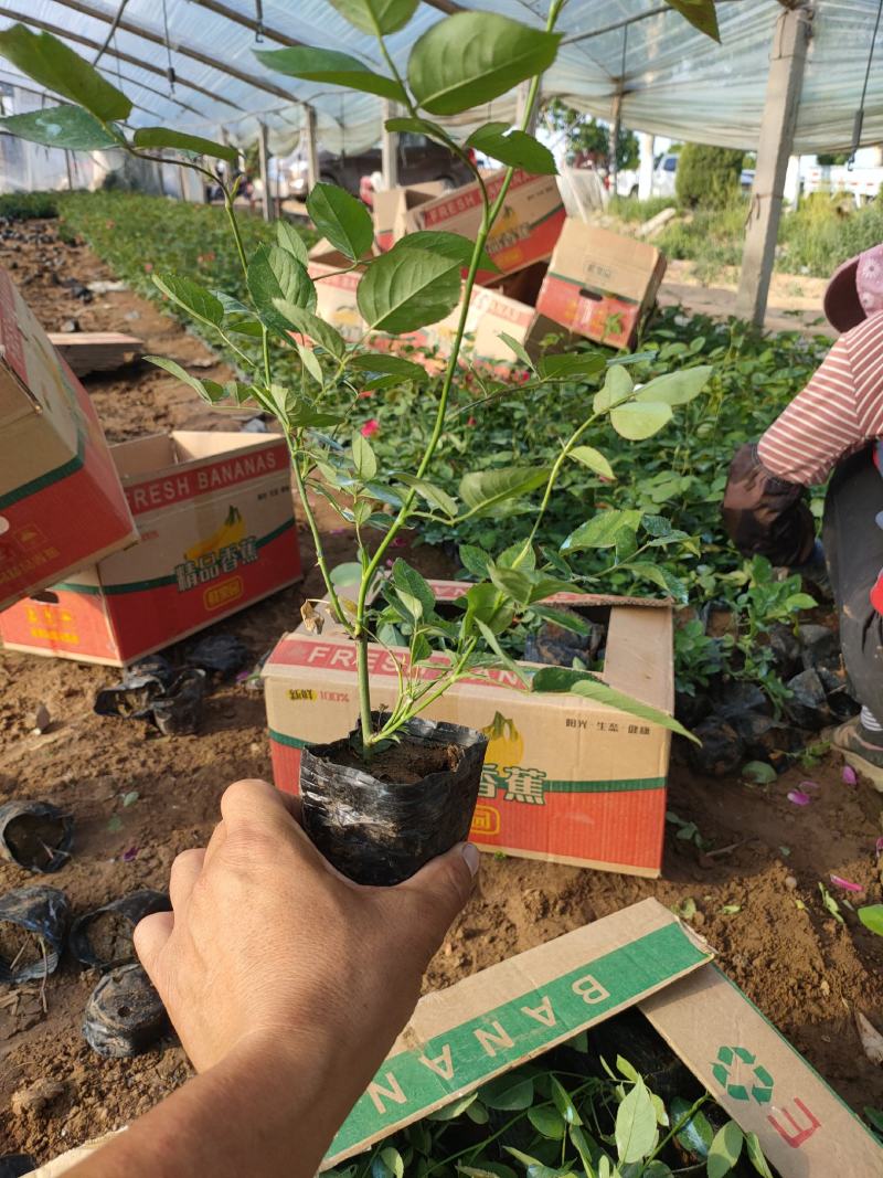 丰花月季基地，丰花月季工程苗，丰花月季专业种植大量供应
