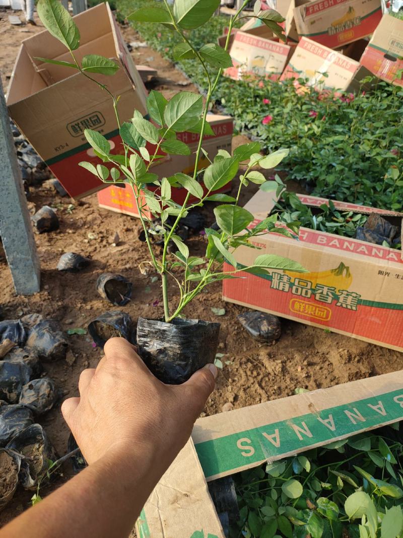 丰花月季基地，丰花月季工程苗，丰花月季专业种植大量供应