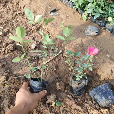 丰花月季基地，丰花月季工程苗，丰花月季专业种植大量供应