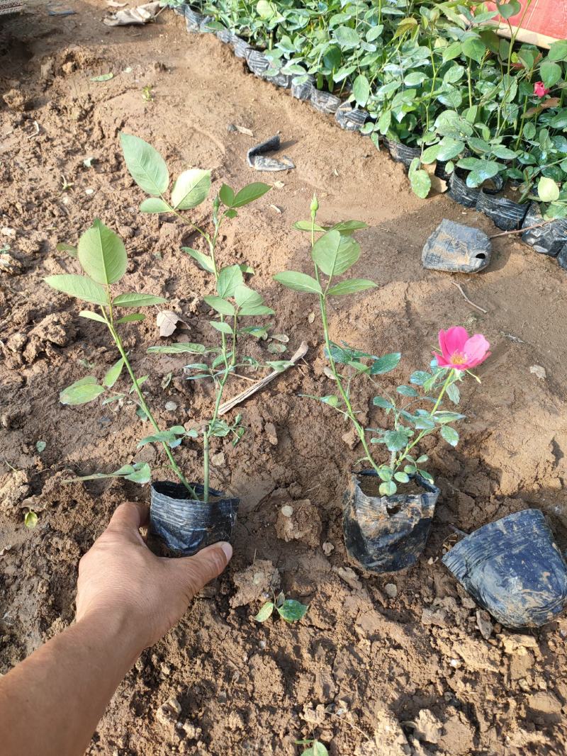 丰花月季基地，丰花月季工程苗，丰花月季专业种植大量供应
