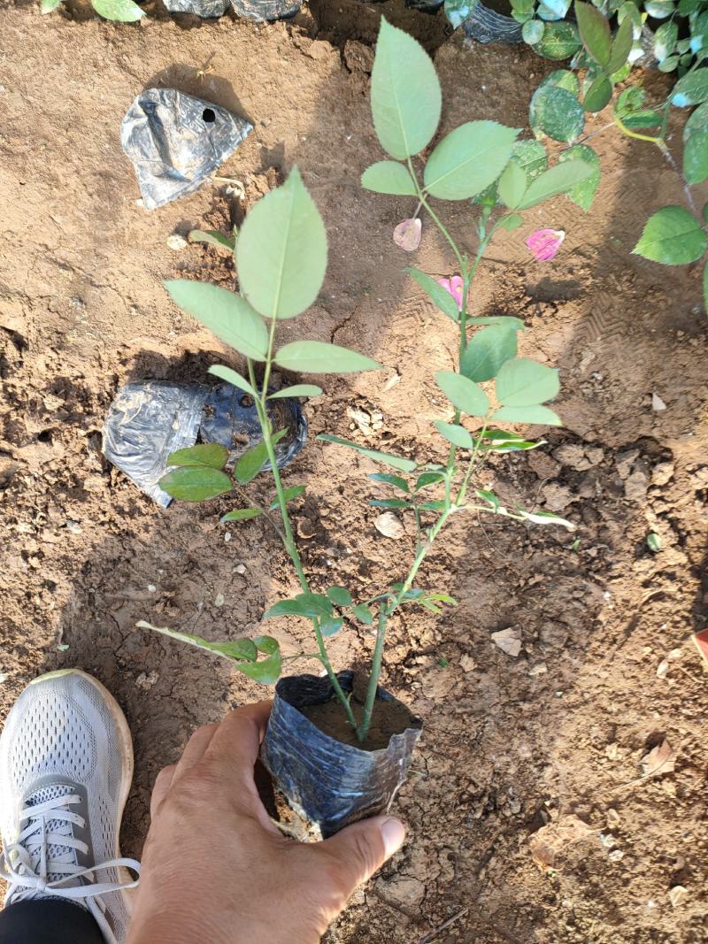 丰花月季基地，丰花月季工程苗，丰花月季专业种植大量供应