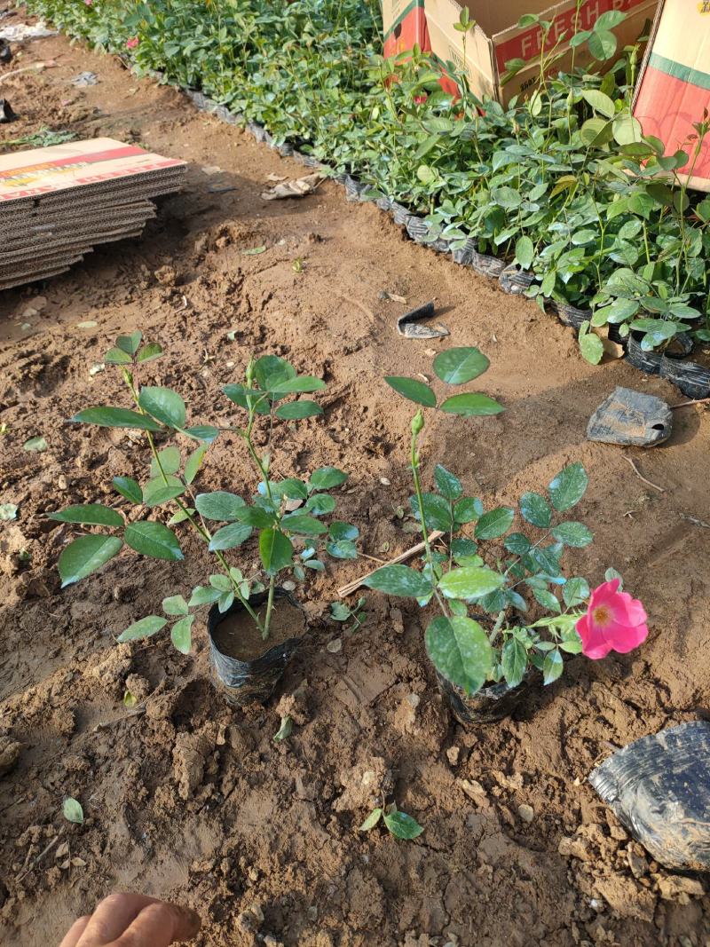 丰花月季基地，丰花月季工程苗，丰花月季专业种植大量供应
