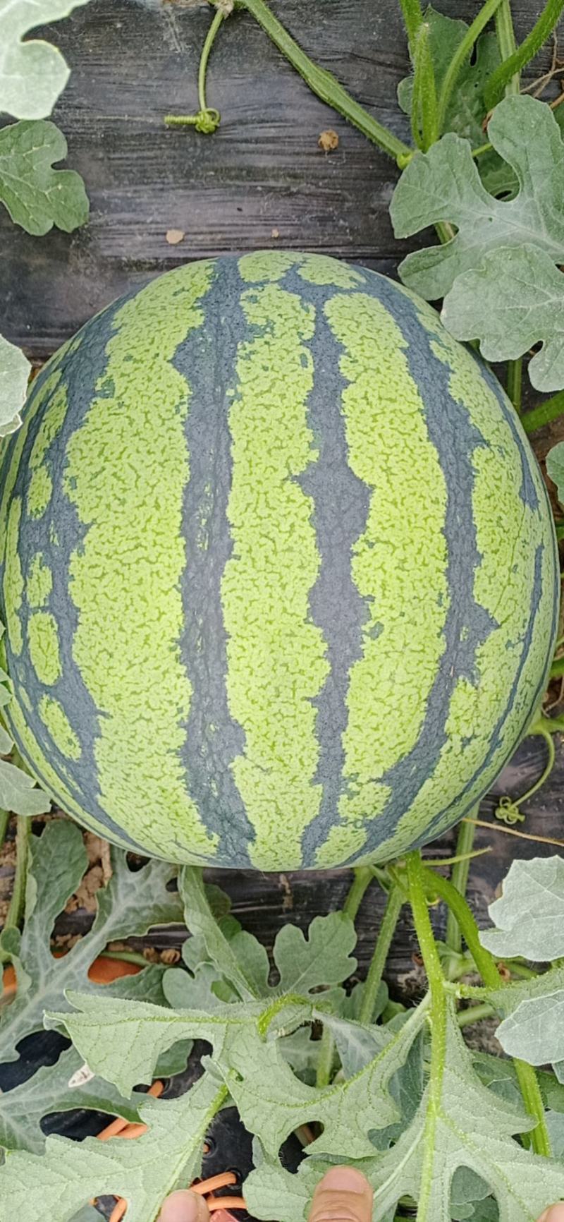 美都