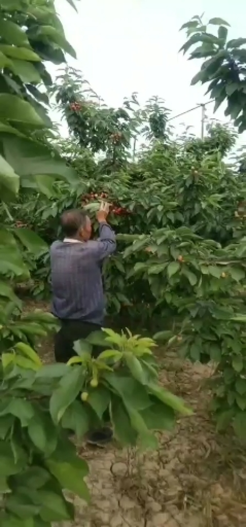 陕西万亩露天樱桃！支持发货！