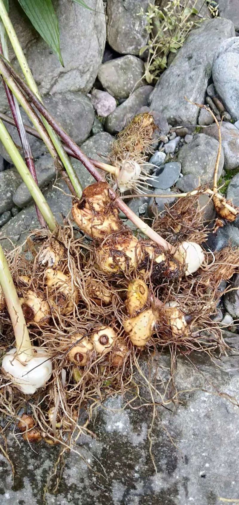 黄精黄精苗根茎保证质量欢迎大家前来咨询选购