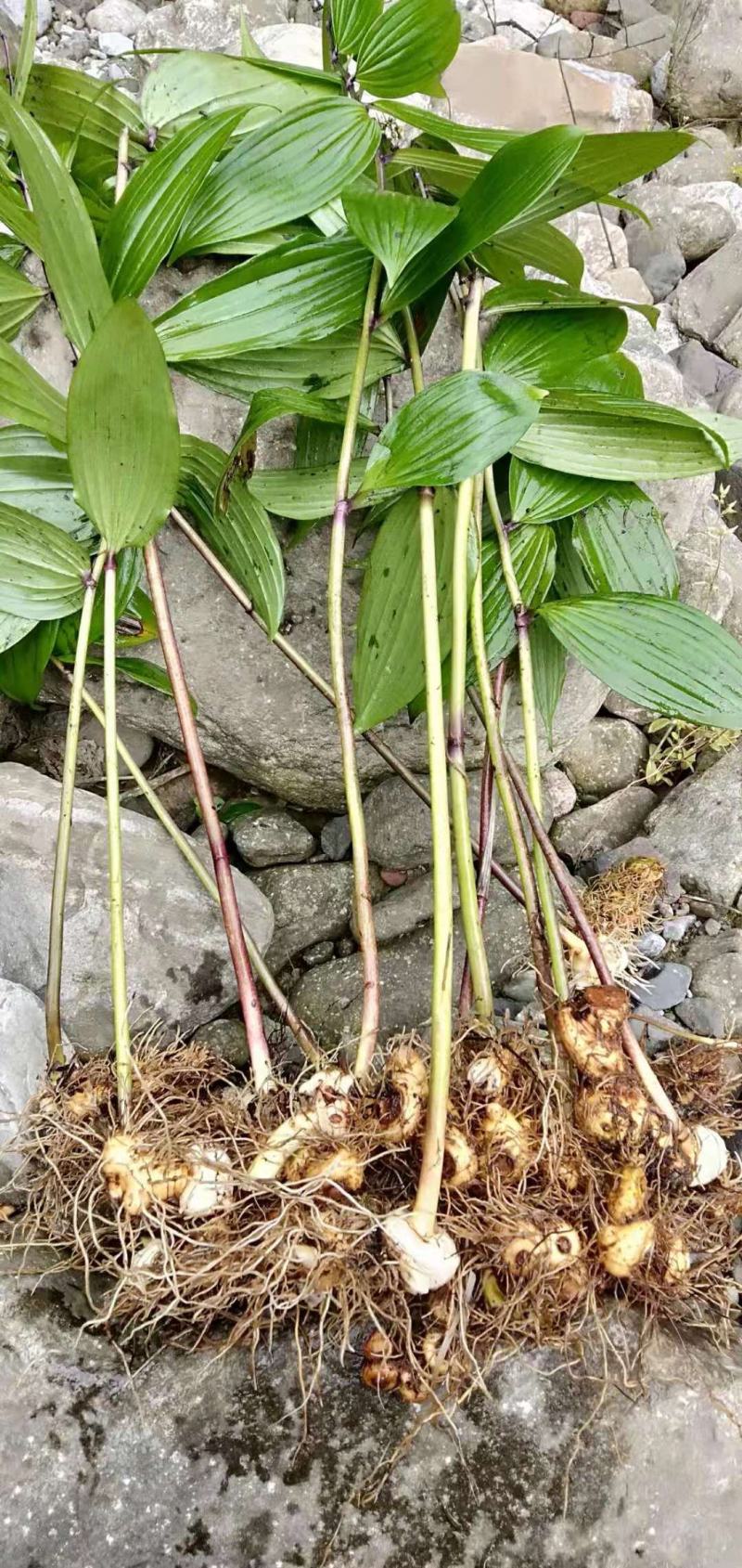 黄精黄精苗根茎保证质量欢迎大家前来咨询选购