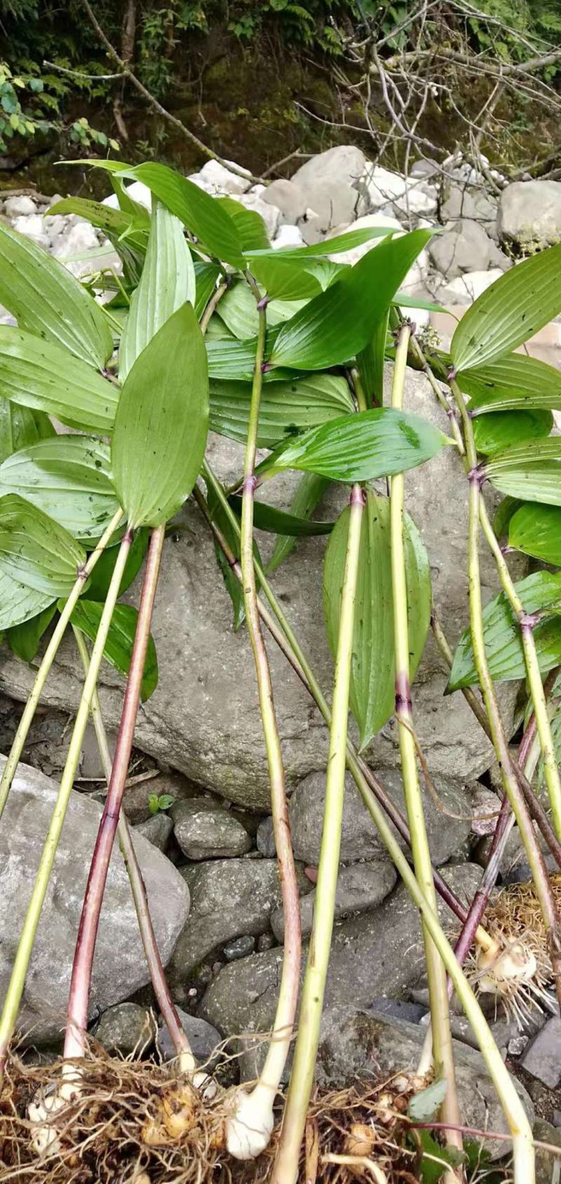 黄精黄精苗根茎保证质量欢迎大家前来咨询选购