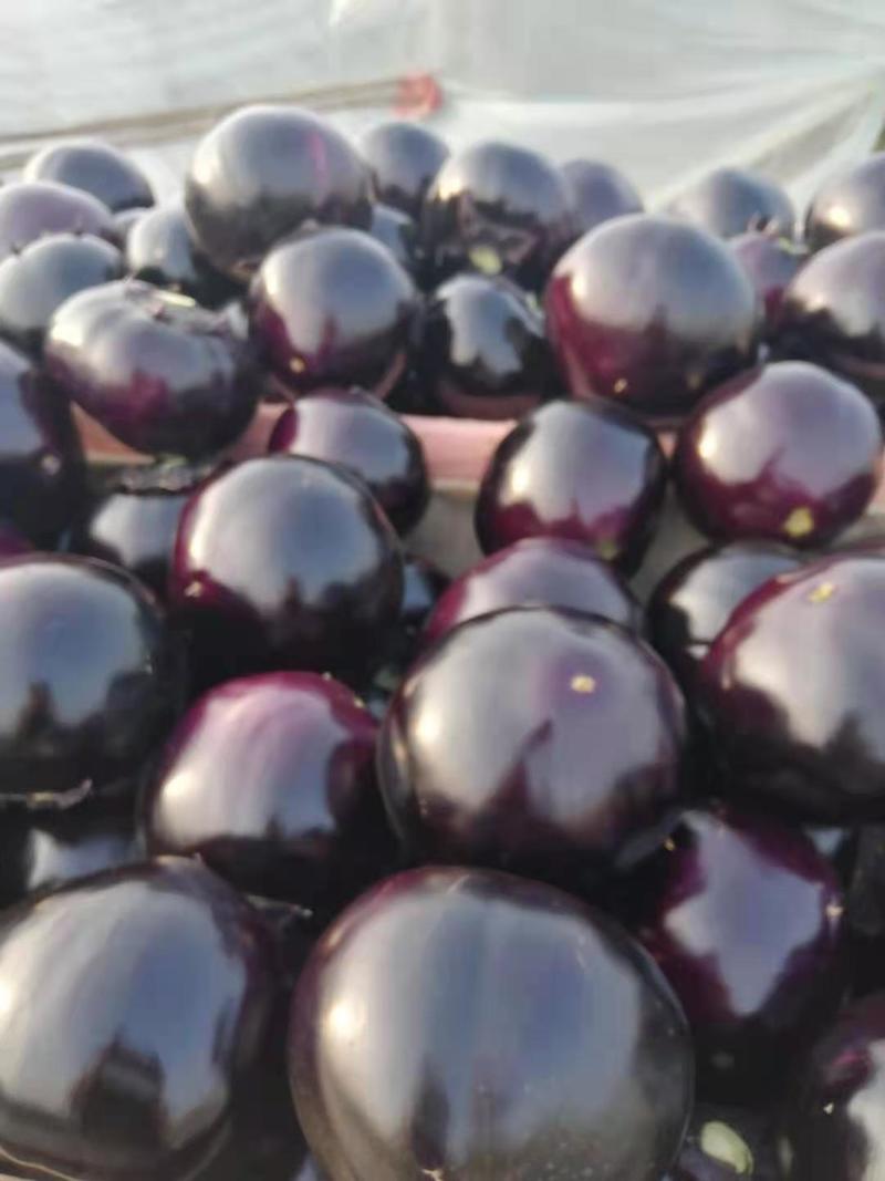 精品山东圆茄紫光茄，产地直供，质量保证，全国可发货