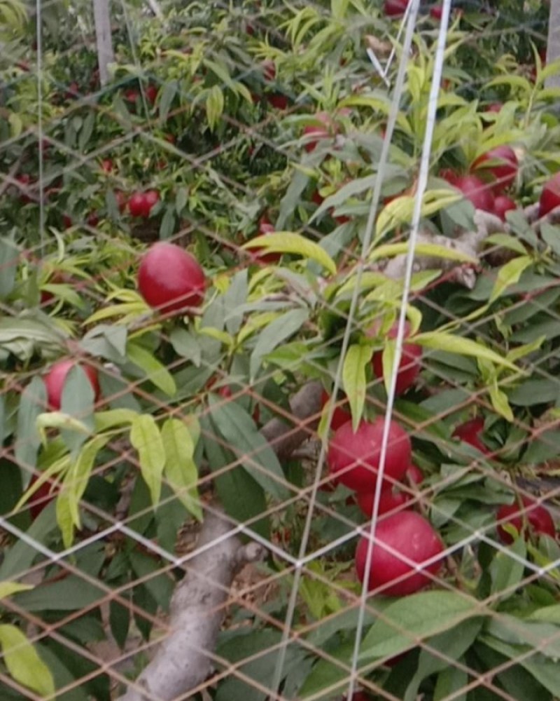 油桃大量上市，质量好，价格便宜，量大从优