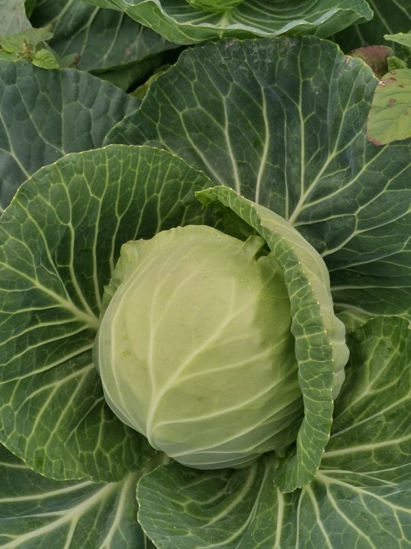 大葱，甘蓝，牛心菜，花菜