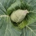 大葱，甘蓝，牛心菜，花菜