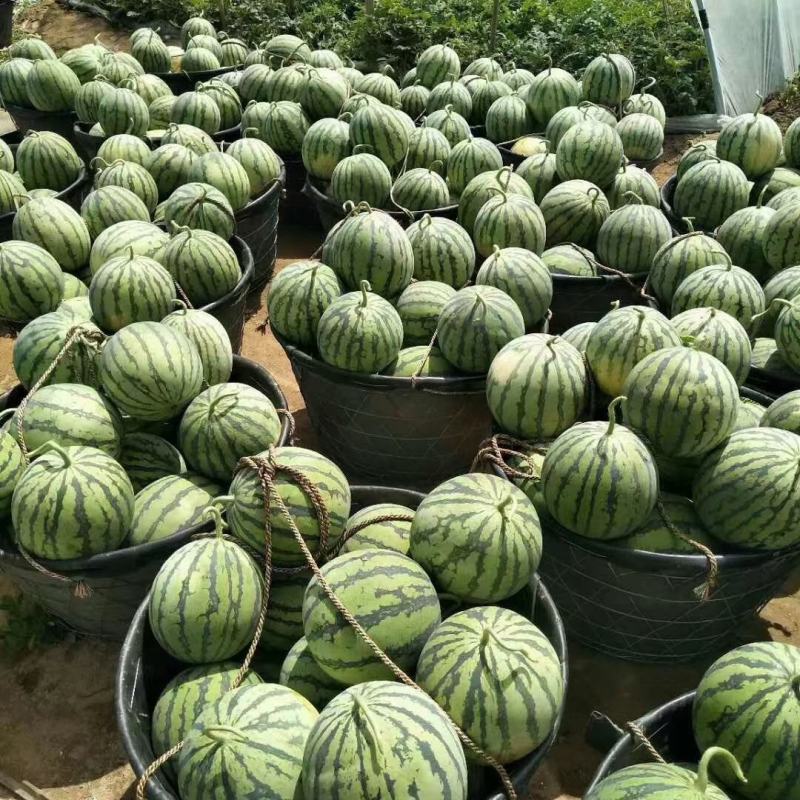 精品美都西瓜基地200亩大量上市中，需要的老板前来选
