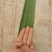 端午前芦苇叶