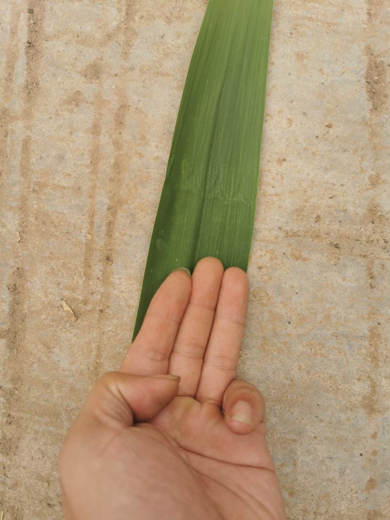 端午前芦苇叶