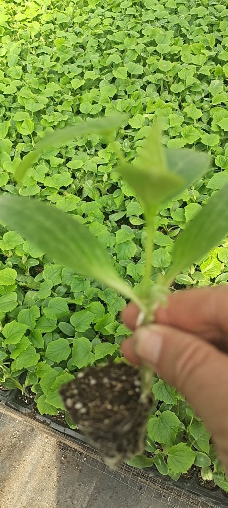 辽宁黄瓜苗油亮密刺产地直销代育嫁接成活率高