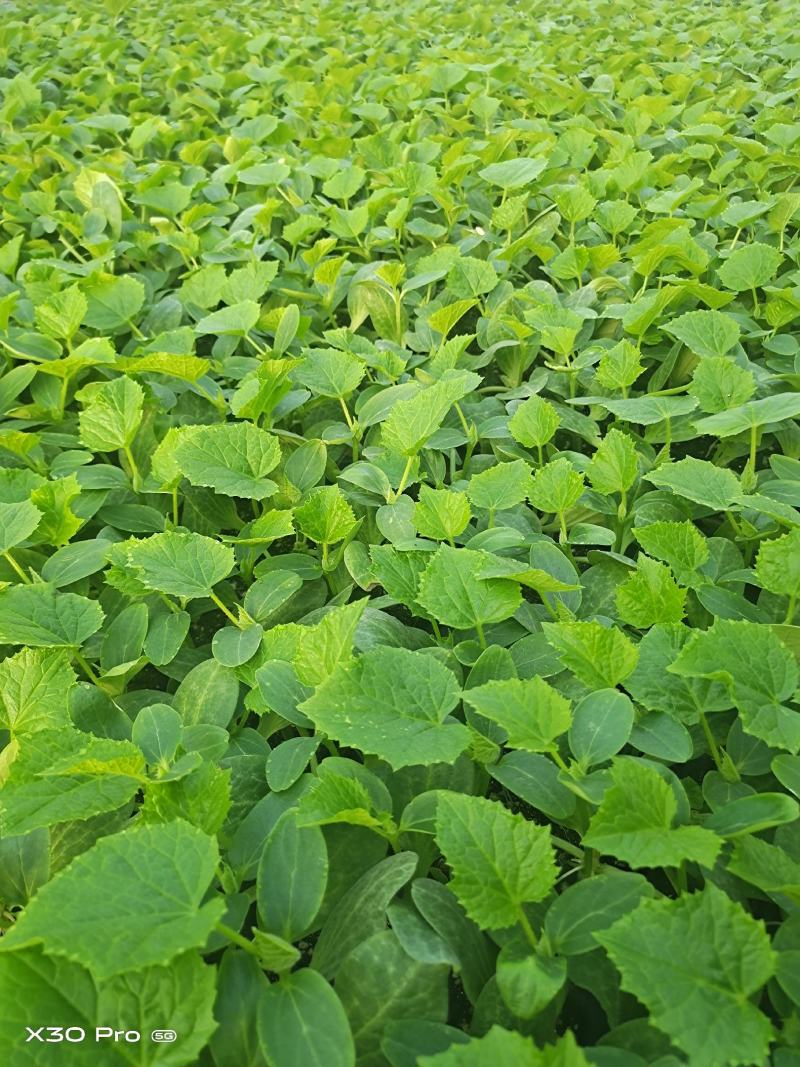 辽宁黄瓜苗油亮密刺产地直销代育嫁接成活率高
