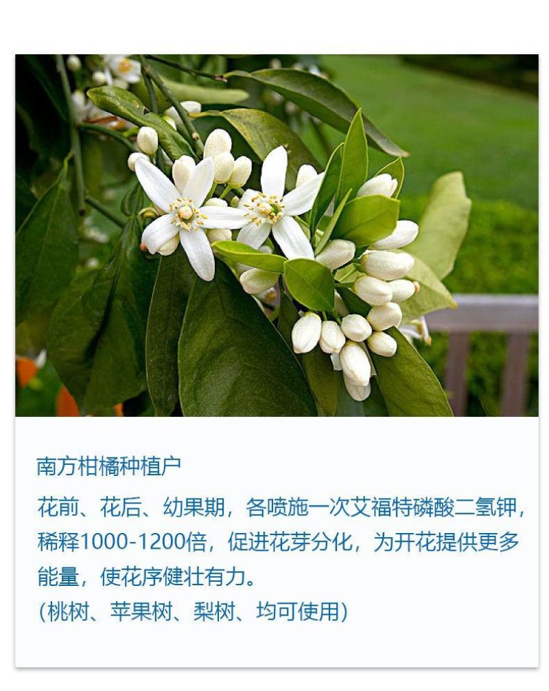 磷酸二氢钾西瓜辣椒小麦番茄红薯99%高磷高钾