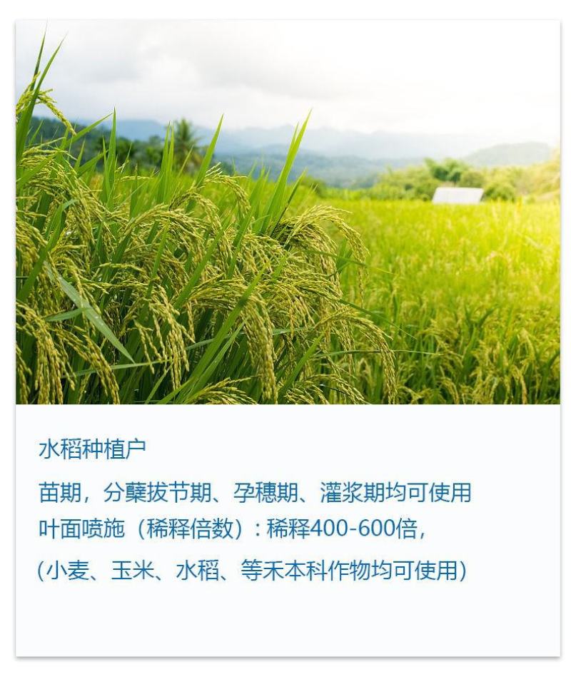 磷酸二氢钾西瓜辣椒小麦番茄红薯99%高磷高钾