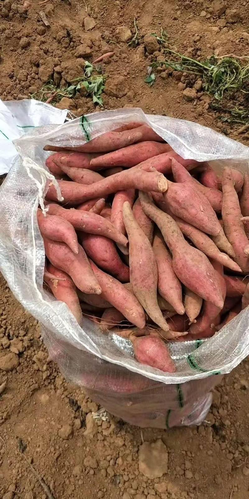 【精品红薯】西瓜红红薯产地直发，货源稳定，品质保证