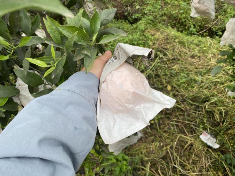 青见柑桔