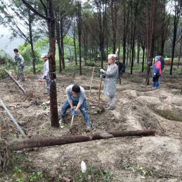 红豆杉苗十五年大树桩基地播种实生苗到期移栽亏本卖了