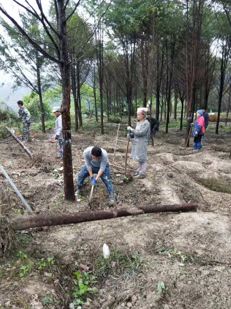 红豆杉苗十五年大树桩基地播种实生苗到期移栽亏本卖了