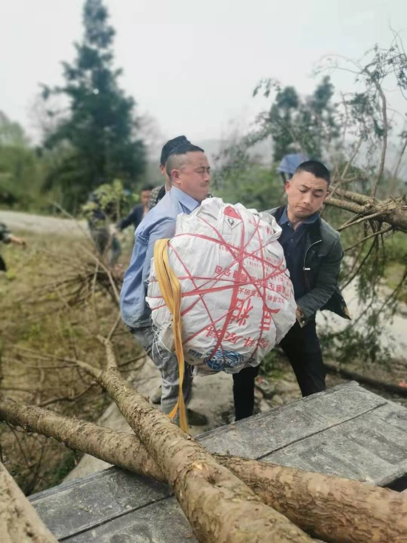 红豆杉苗十五年大树桩基地播种实生苗到期移栽亏本卖了