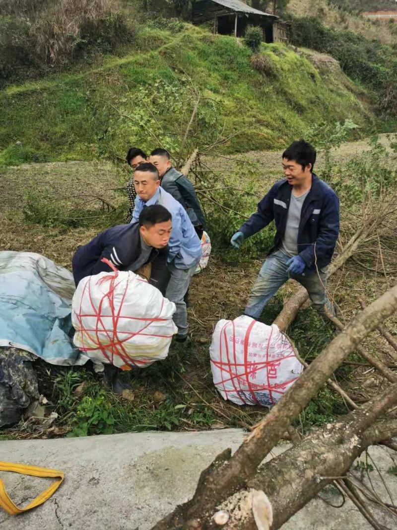 红豆杉苗十五年大树桩基地播种实生苗到期移栽亏本卖了