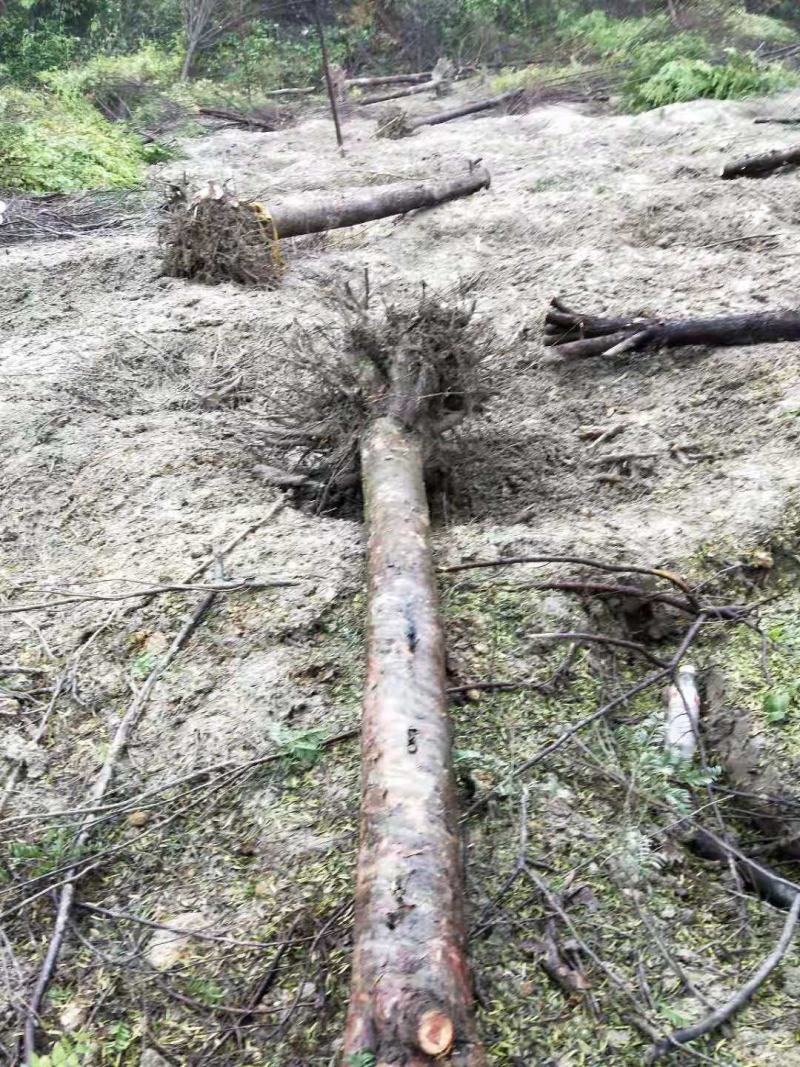 红豆杉苗十五年大树桩基地播种实生苗到期移栽亏本卖了