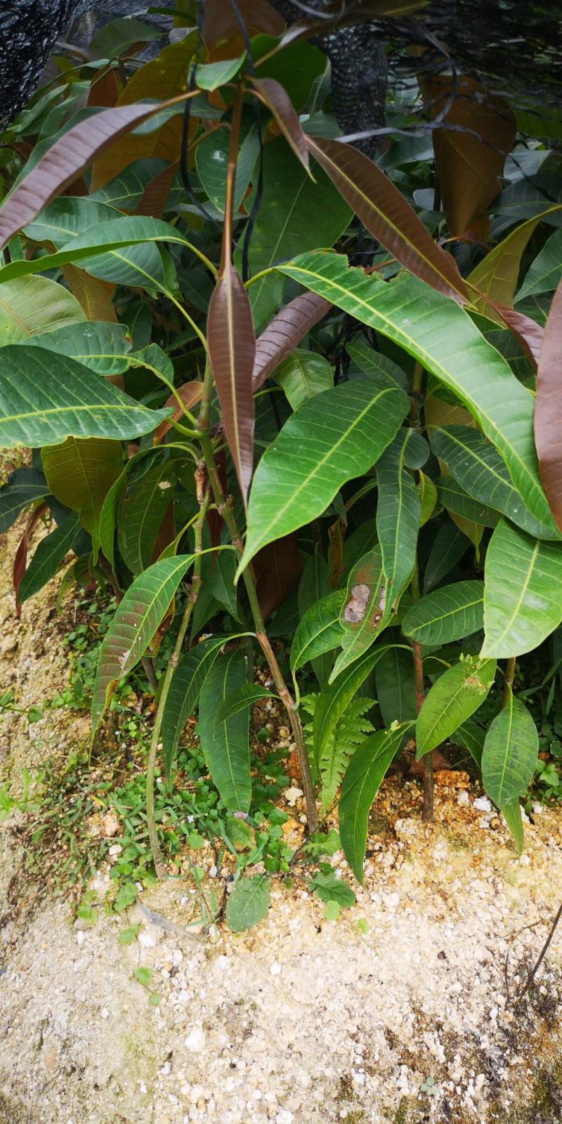 芒果苗实生苗嫁接苗金煌芒果苗四季芒果苗