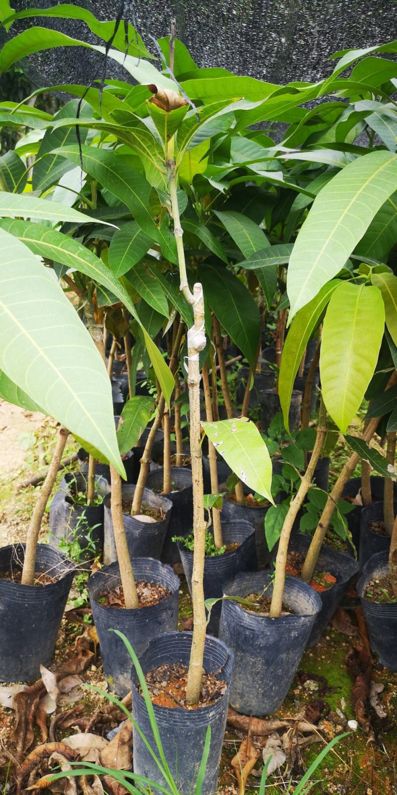 芒果苗实生苗嫁接苗金煌芒果苗四季芒果苗