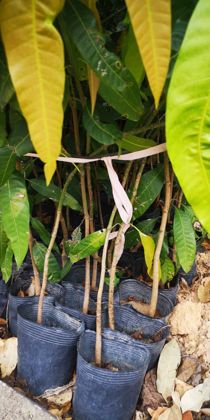 芒果苗实生苗嫁接苗金煌芒果苗四季芒果苗