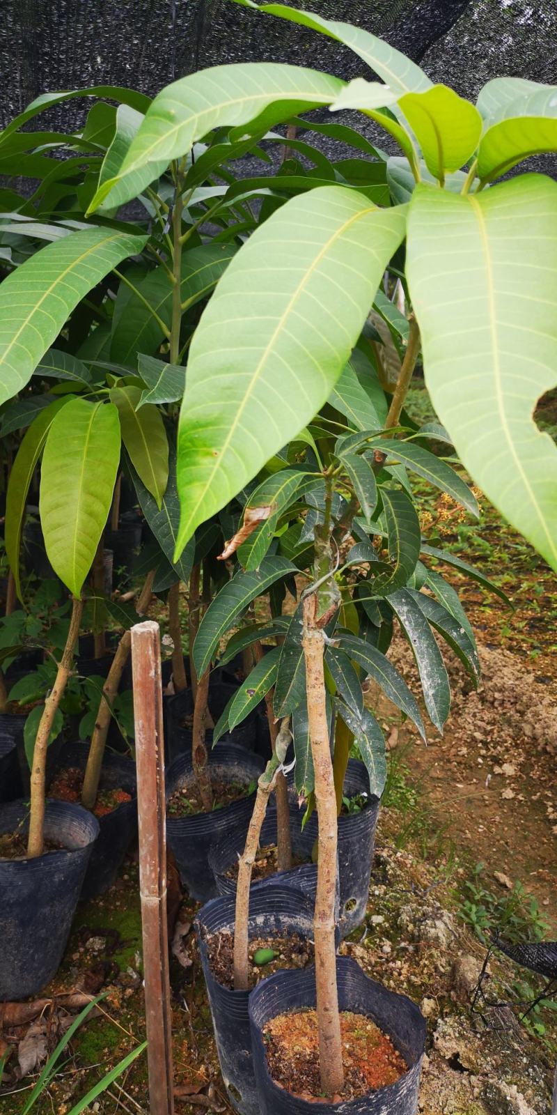 芒果苗实生苗嫁接苗金煌芒果苗四季芒果苗
