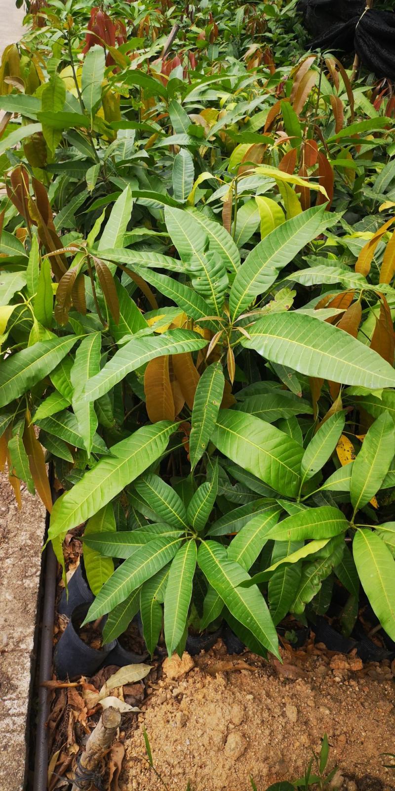 芒果苗实生苗嫁接苗金煌芒果苗四季芒果苗