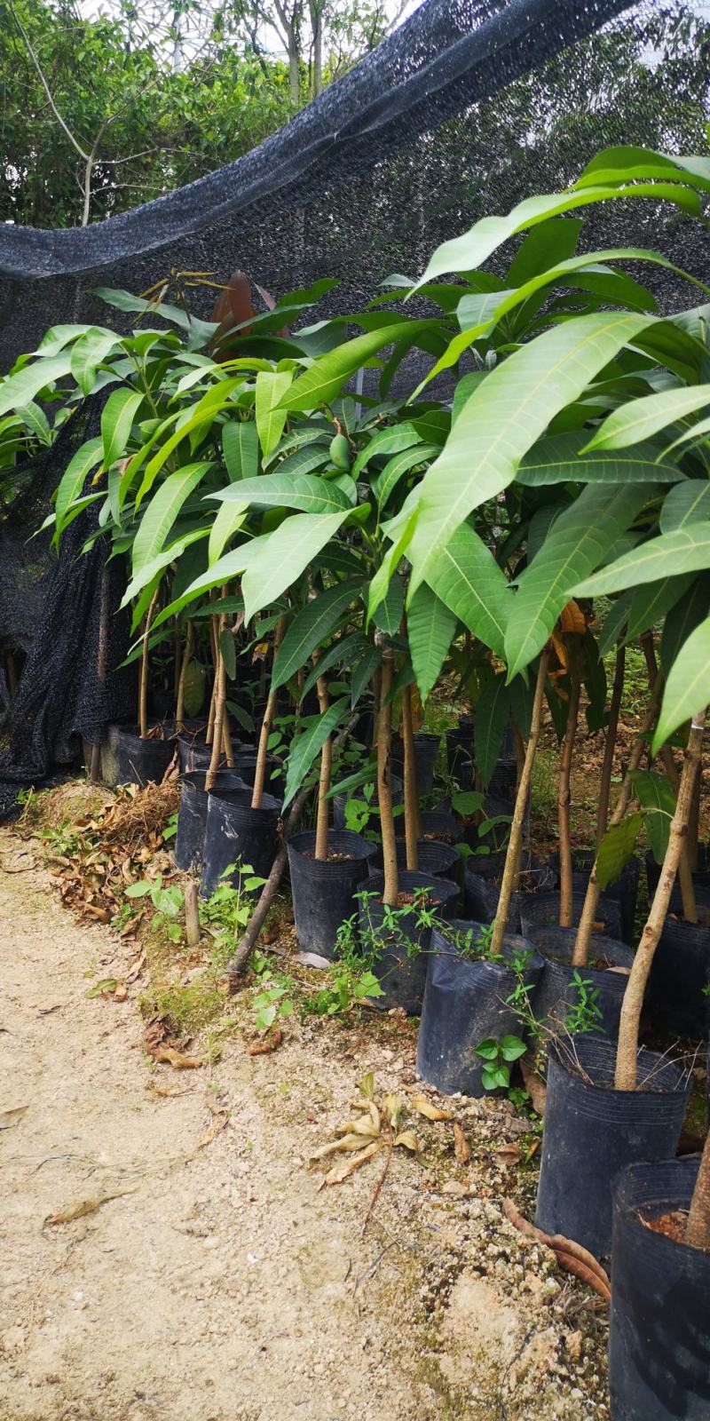 芒果苗实生苗嫁接苗金煌芒果苗四季芒果苗
