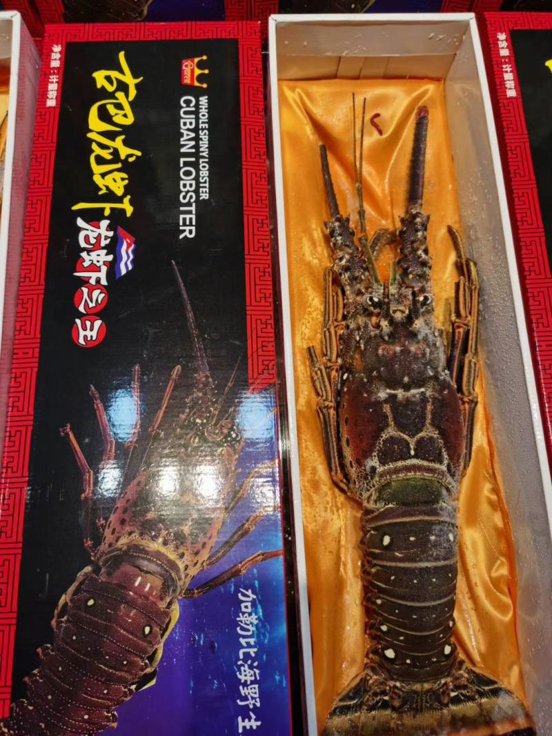 进口龙虾，青龙，澳龙